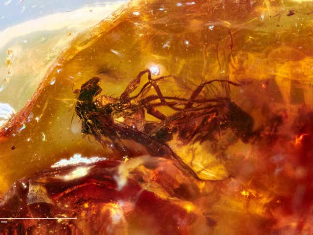 ‘Frozen behaviour’: the two insects trapped in amber