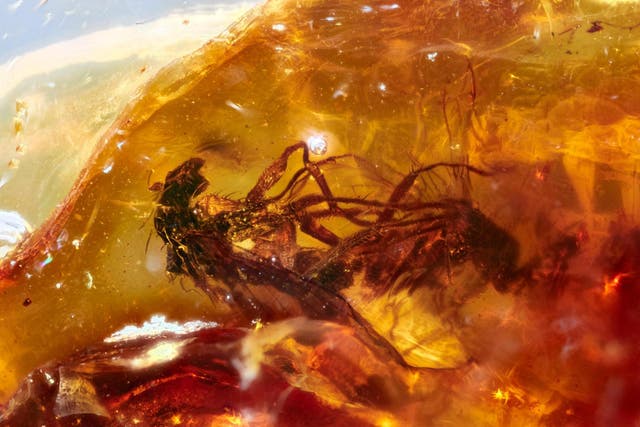 ‘Frozen behaviour’: the two insects trapped in amber