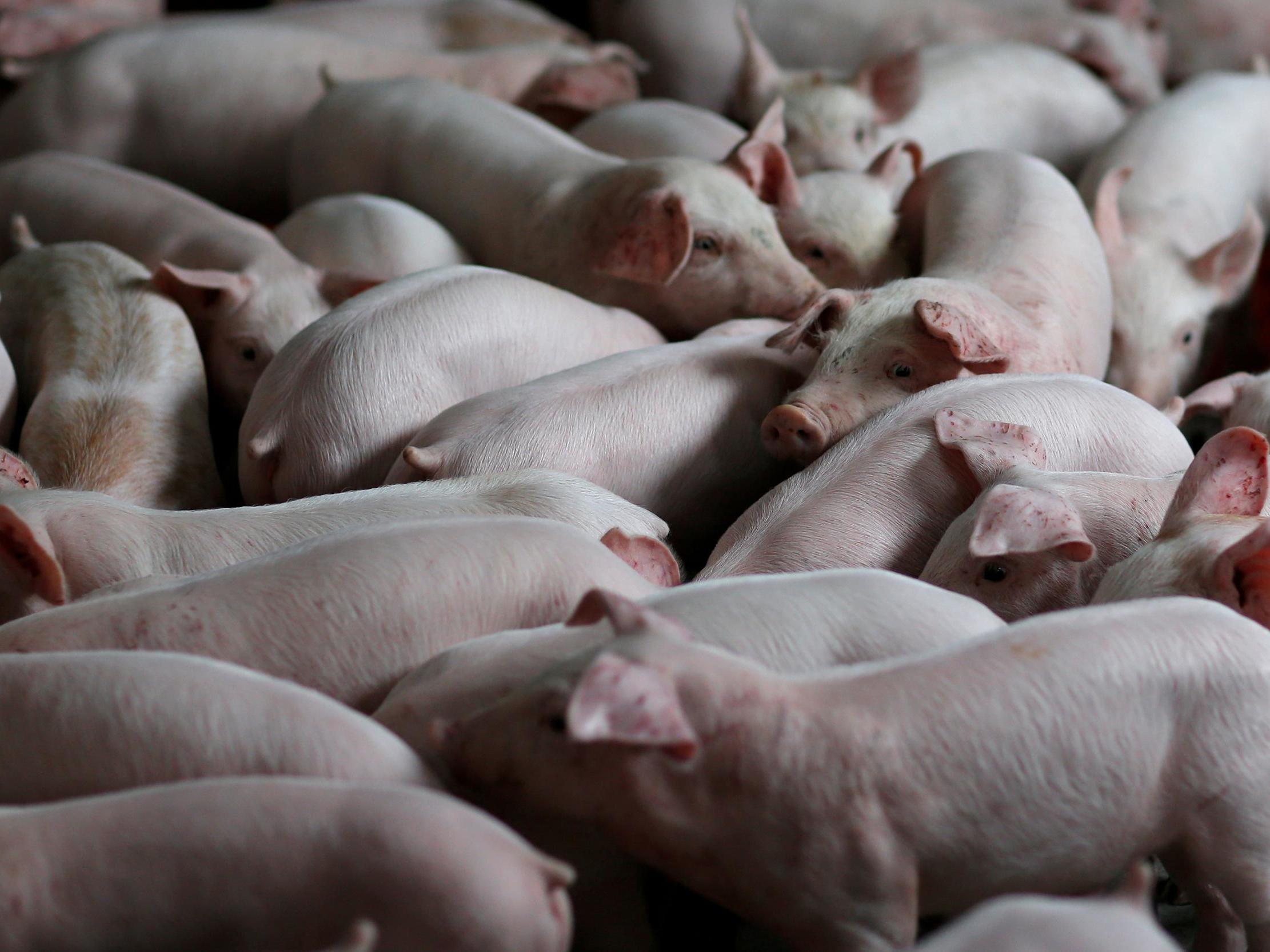 Farmers may have to kill piglets as slaughterhouses close