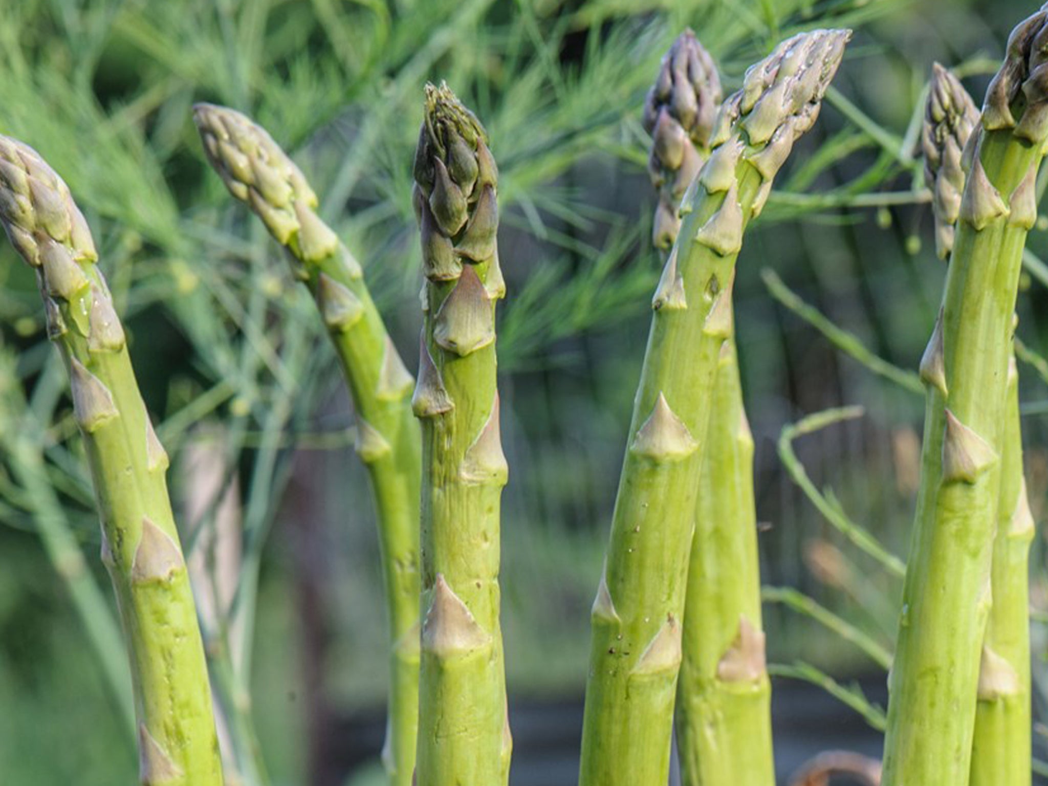 A larger garden space allows for bigger produce to grow such as asparagus, rhubarb and potatoes.