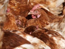 Flocks of chickens to be slaughtered due to coronavirus