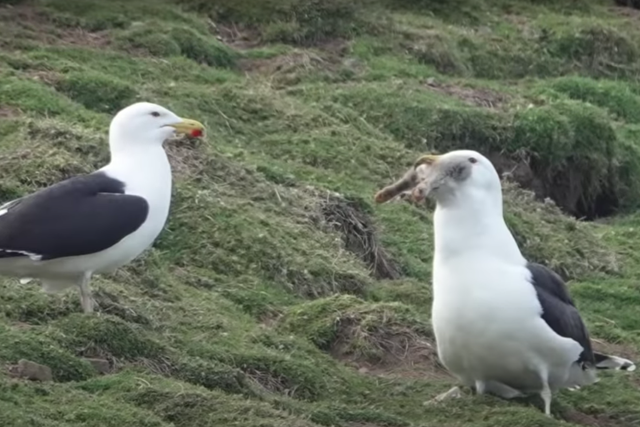 Down the hatch - a great black-backed gull swallows a whole rabbit in south west Wales
