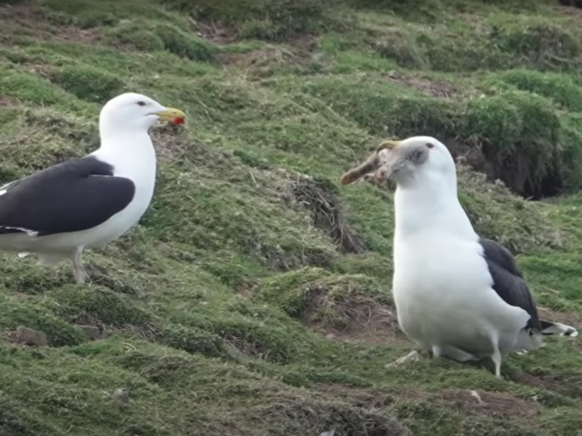 Great black-backed gull filmed swallowing rabbit whole