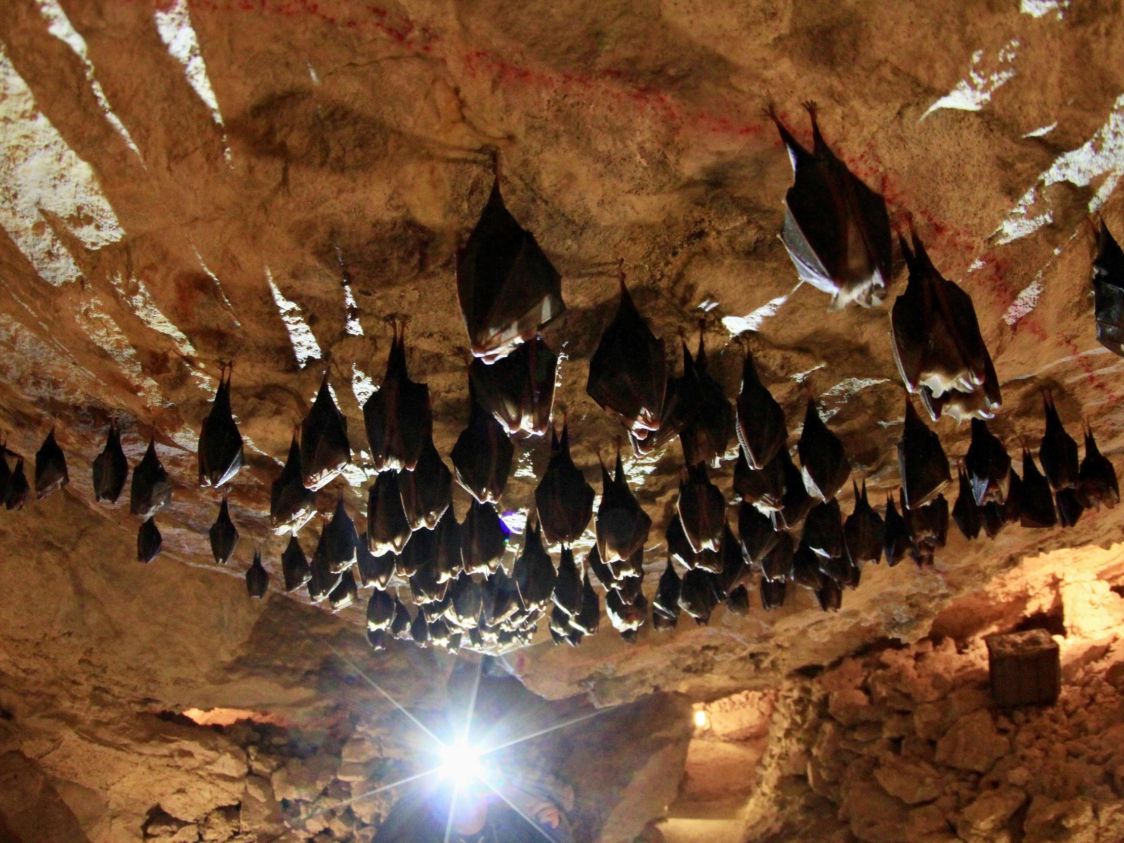 Bats may have hosted the virus, but it's believed that human interference made it spread