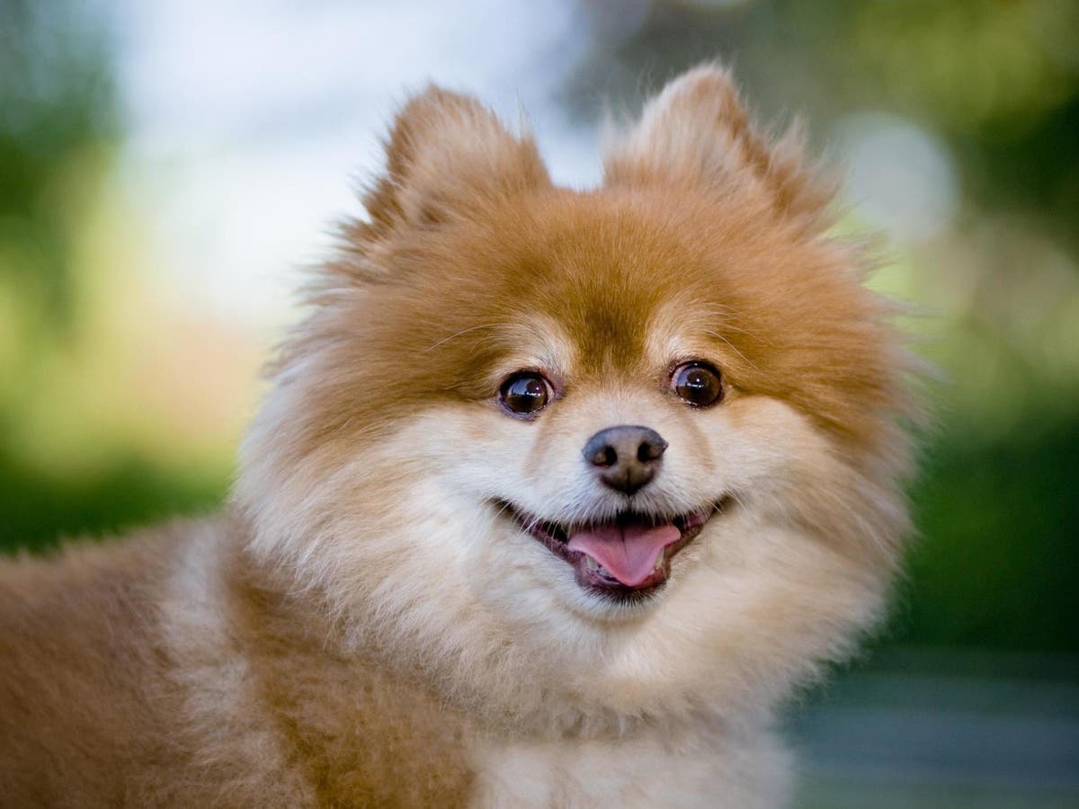 A Horror Movie Unfolding Woman Discovers How Hard It Is To Give Your Dog A Haircut In Lockdown The Independent The Independent