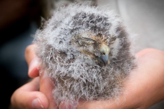 A pair of rare morepork owl chicks have become the first in more than a decade to survive on Norfolk Island, in the South Pacific.