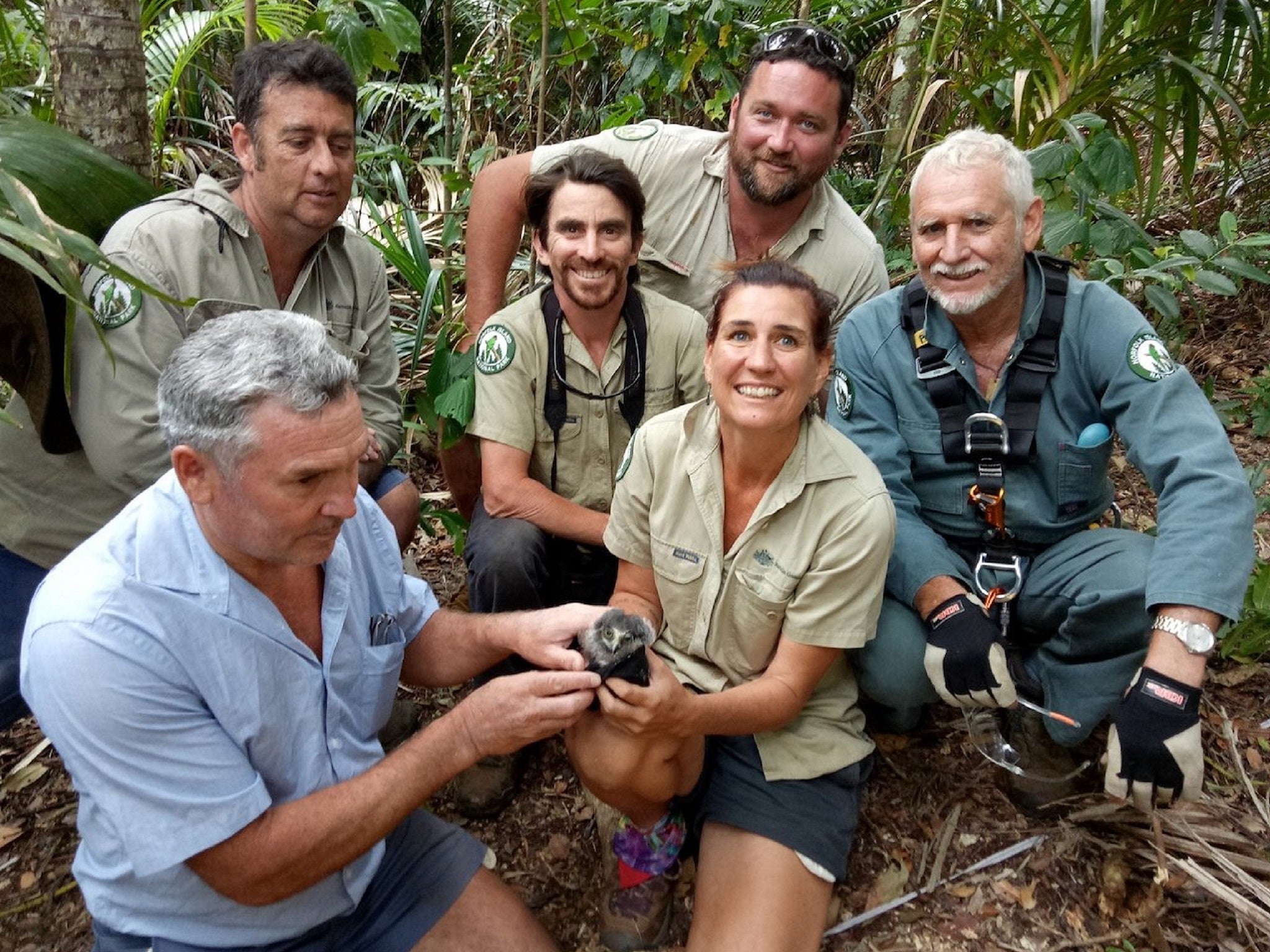 A pair of rare morepork owl chicks have become the first in more than a decade to survive on Norfolk Island, in the South Pacific.