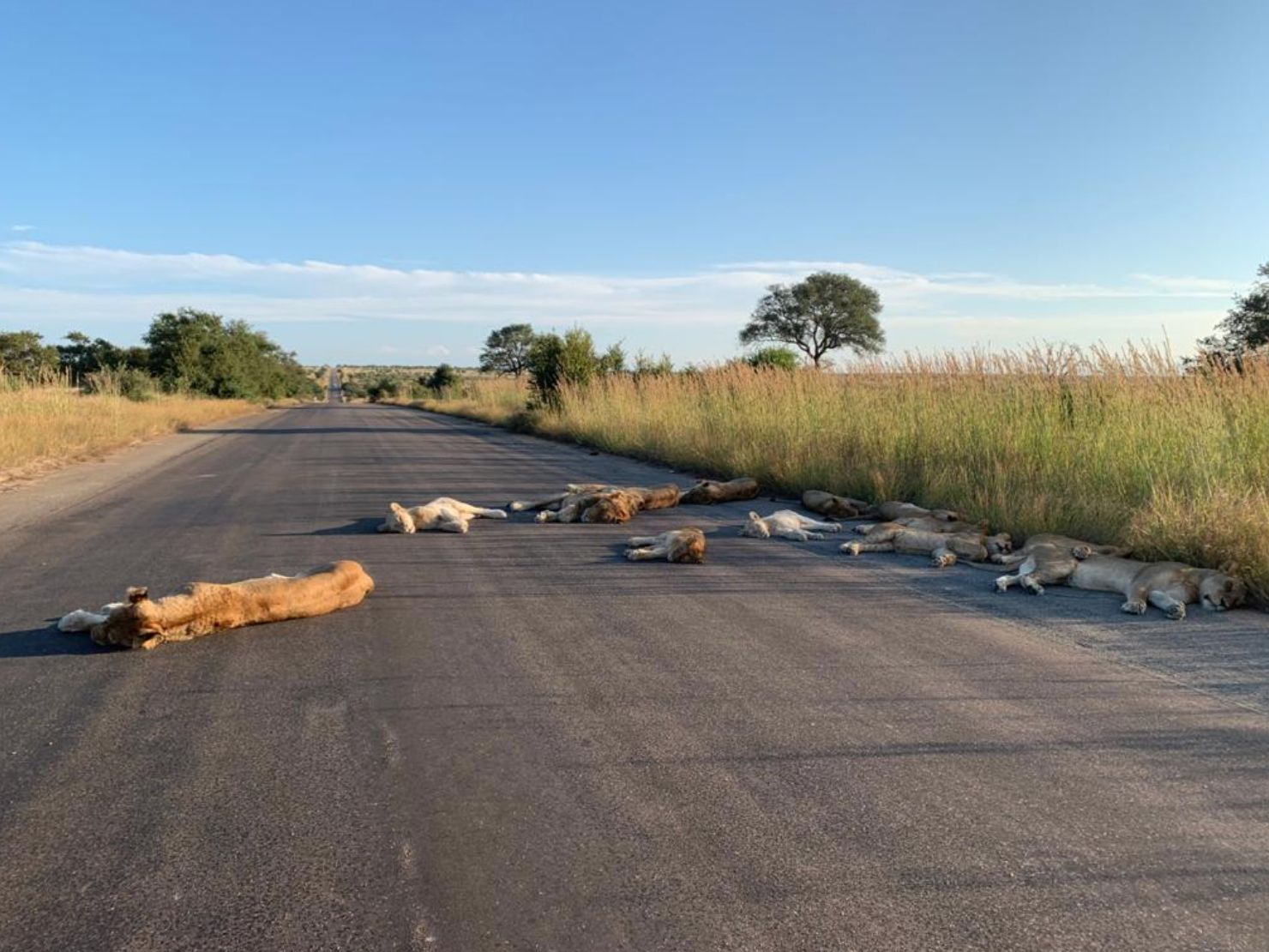 Kruger National Park has been shut since 25 March