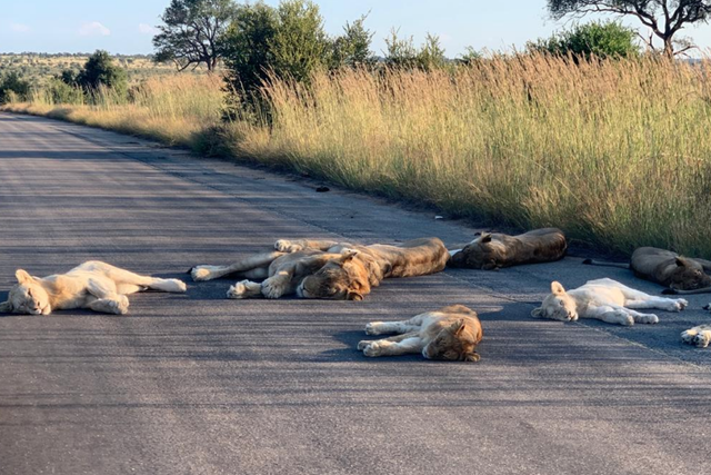 Lions have enjoyed less harassment since the lockdown in South Africa