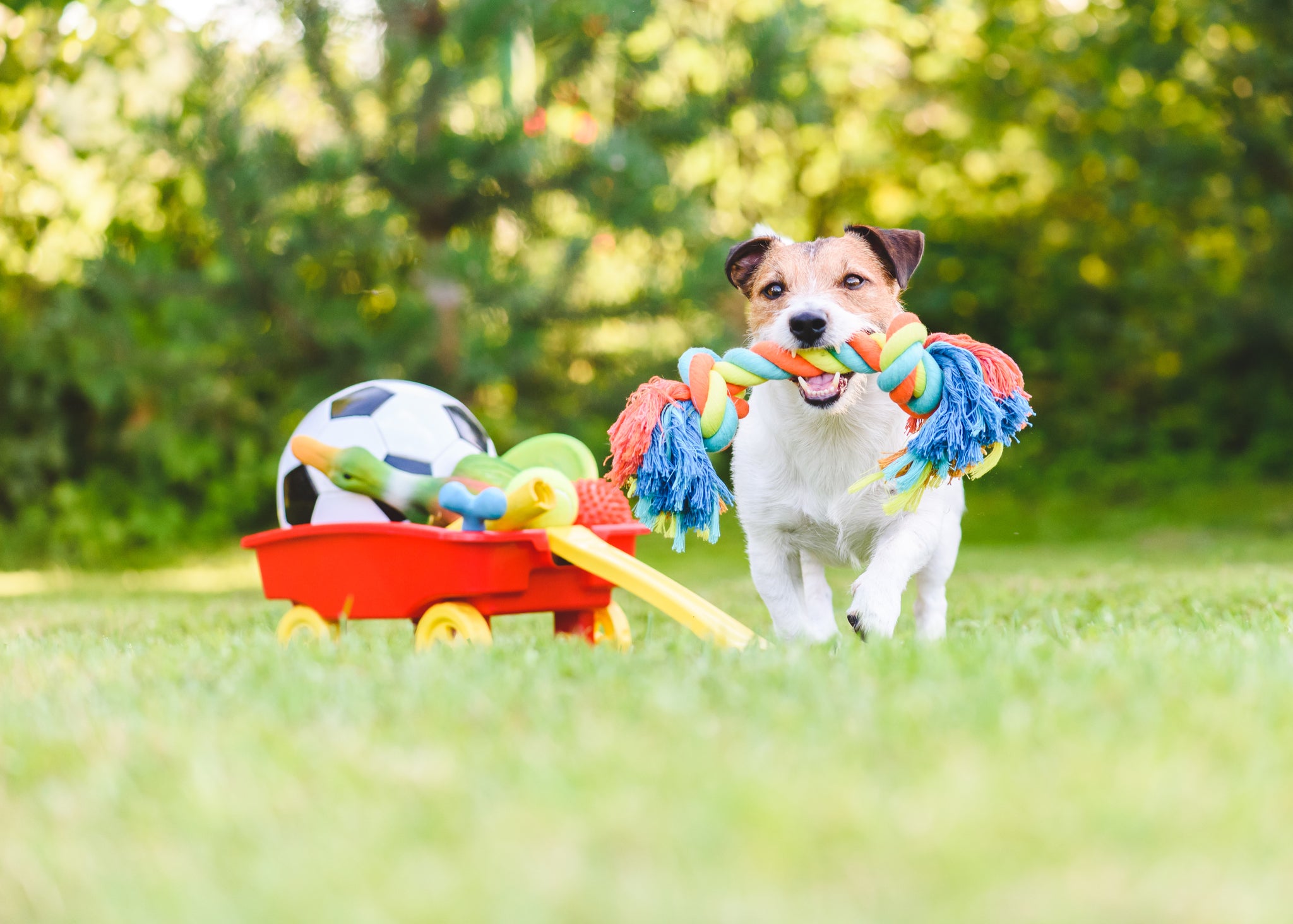 8 best dog toys to keep your pet occupied while you work