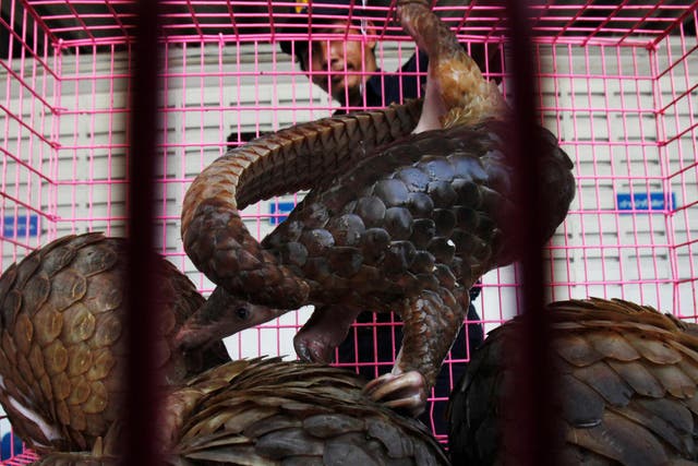 Poached in Africa, pangolin meat is consumed by hunters and the scales are destined for the Chinese pharmacopoeia market