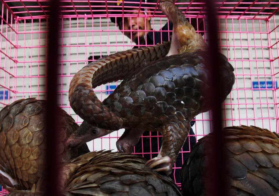 Poached in Africa, pangolin meat is consumed by hunters and the scales are destined for the Chinese pharmacopoeia market