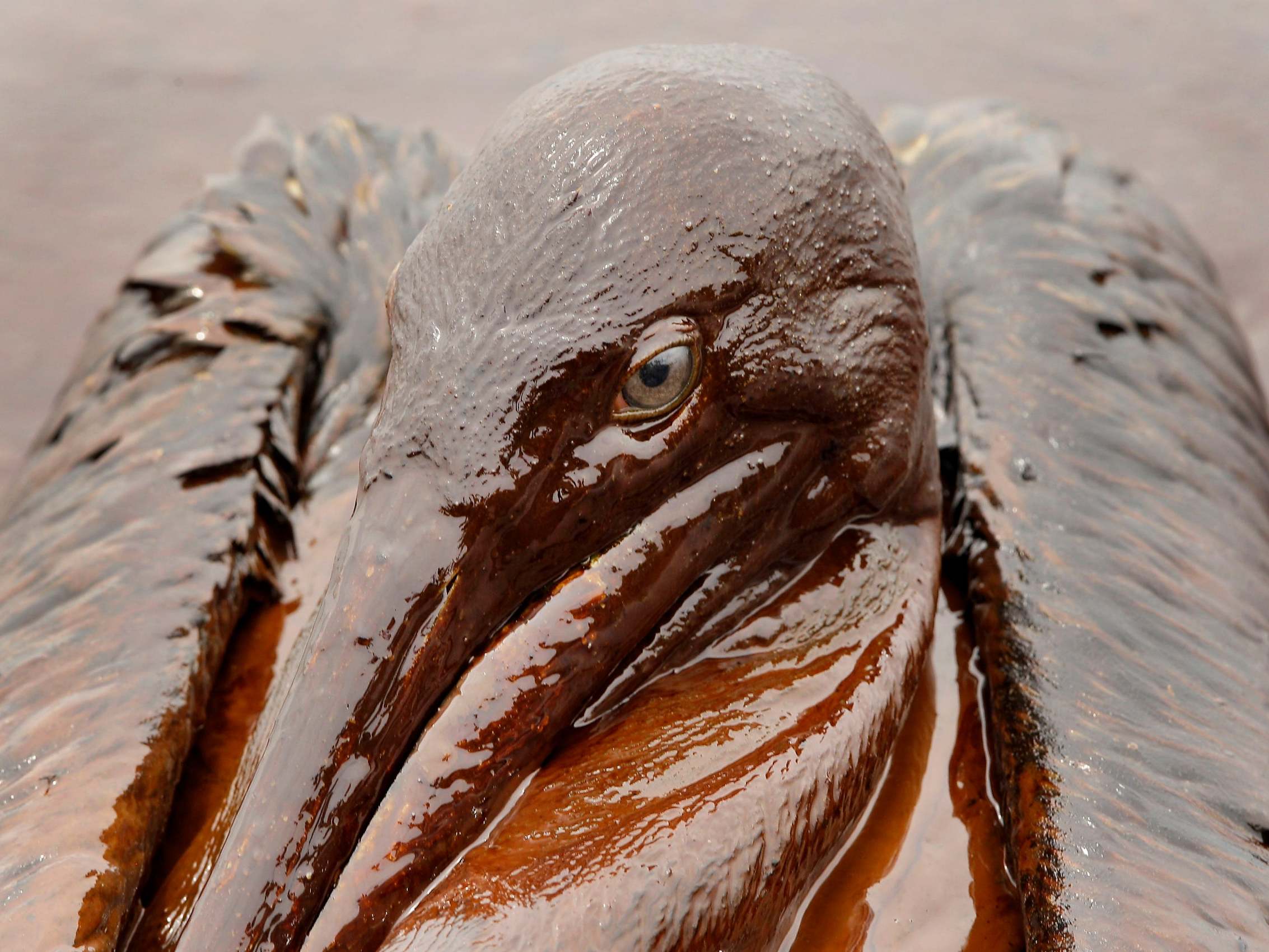 A Brown Pelican is mired in oil from the Deepwater Horizon spill on the beach at East Grand Terre Island along the Louisiana coast on June 3, 2010 (AP Photo/Charlie Riedel, File)