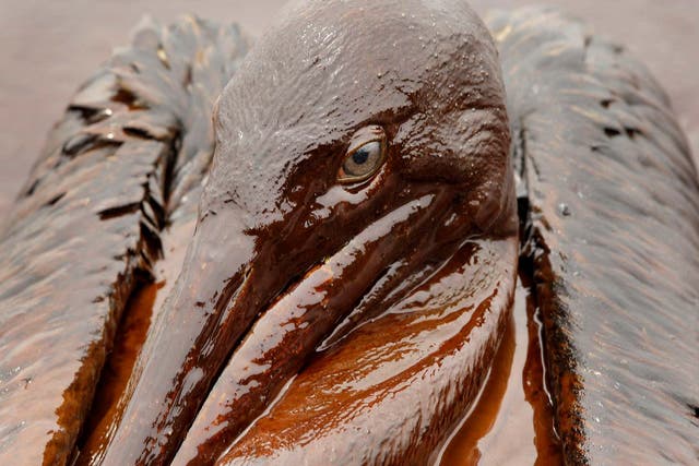 A Brown Pelican is mired in oil from the Deepwater Horizon oil spill, on the beach at East Grand Terre Island along the Louisiana coast on June 3, 2010