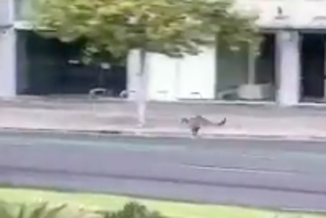 A kangaroo has been spotted hopping through empty streets in Australia during the coronavirus lockdown