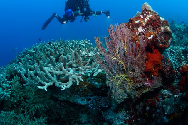 A diver surveys bleached corals near other healthy corals on the Great Barrier Reef