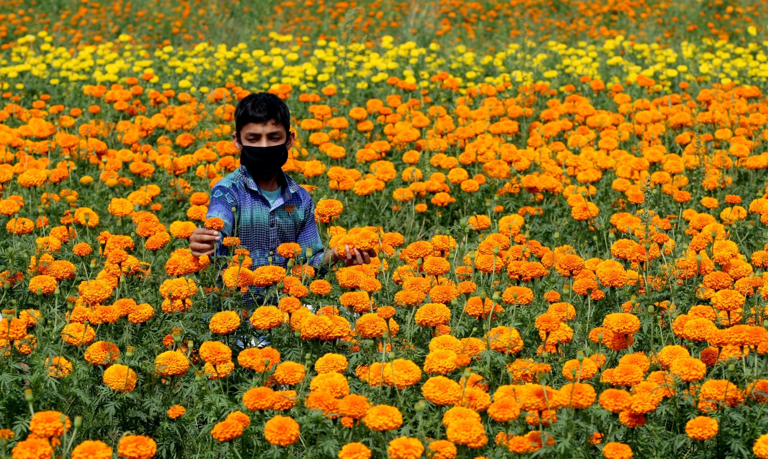 Collecting marigold flowers from a field during the nationwide lockdown at Abdullian village, near the India-Pakistan international border, on 20 April