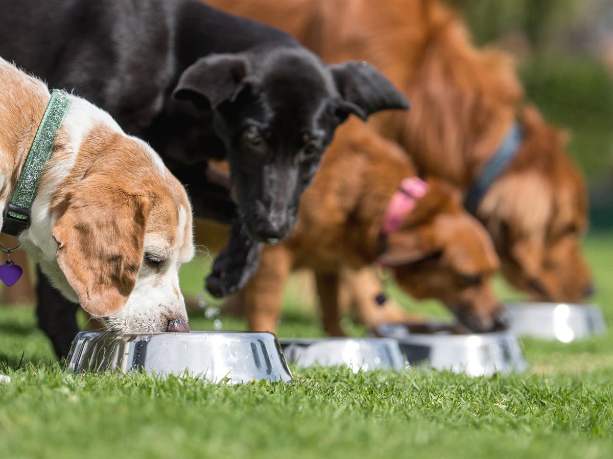 Raw meat dog foods pose ‘international public health risk’ due to high levels of drug-resistant bacteria, scientists warn