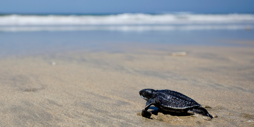 Tourist-free Thai beaches see rare leatherback sea turtles build record ...