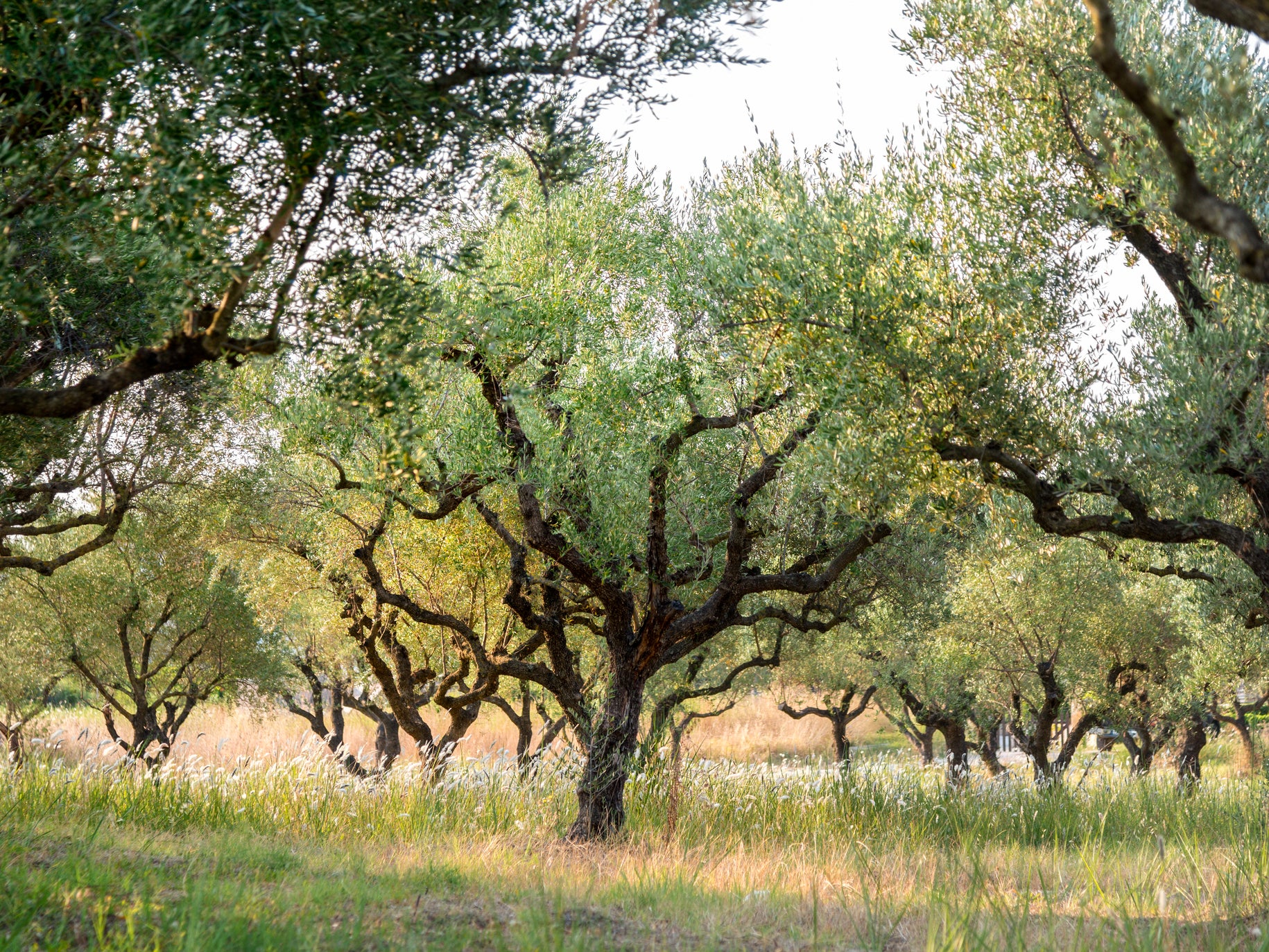 Many ancient Italian olive groves have already been ravaged by the bacterial disease