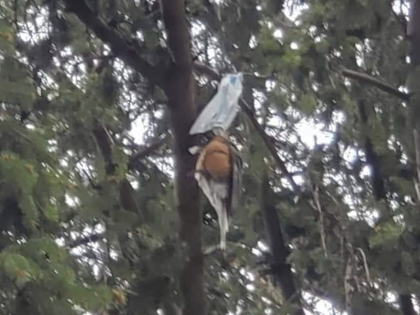 Pictures shared with The Independent show a bird tangled in a discarded coronavirus facemask in a tree. The bird is believed to have died