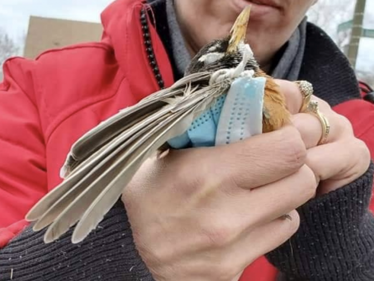 The bird died after a coronavirus facemask became wrapped around its beak and body