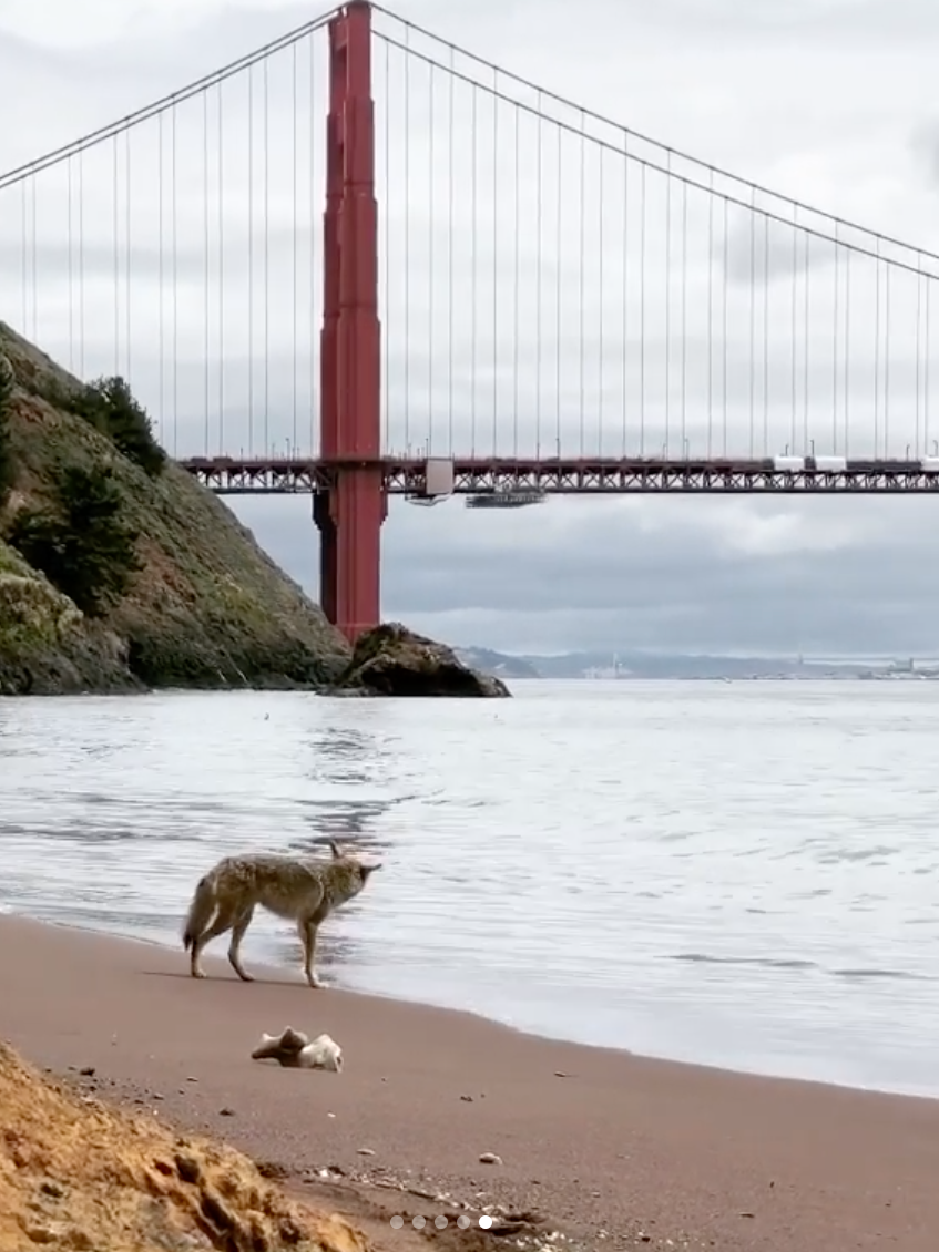 Coyotes in San Francisco have been emboldened by the lack of cars