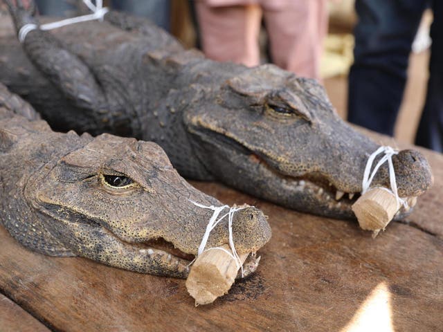 Reptiles at a Nigerian bushmeat market, part of the trade the campaign is targeting