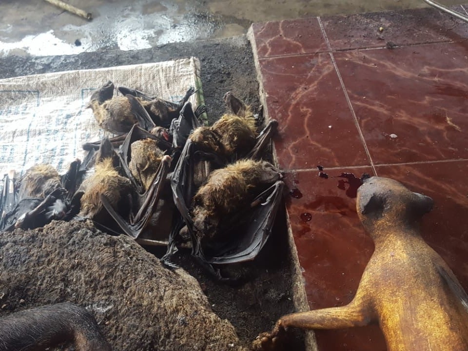 Dead bats and other wild species were seen for sale at Tomohon market in Indonesia earlier this month