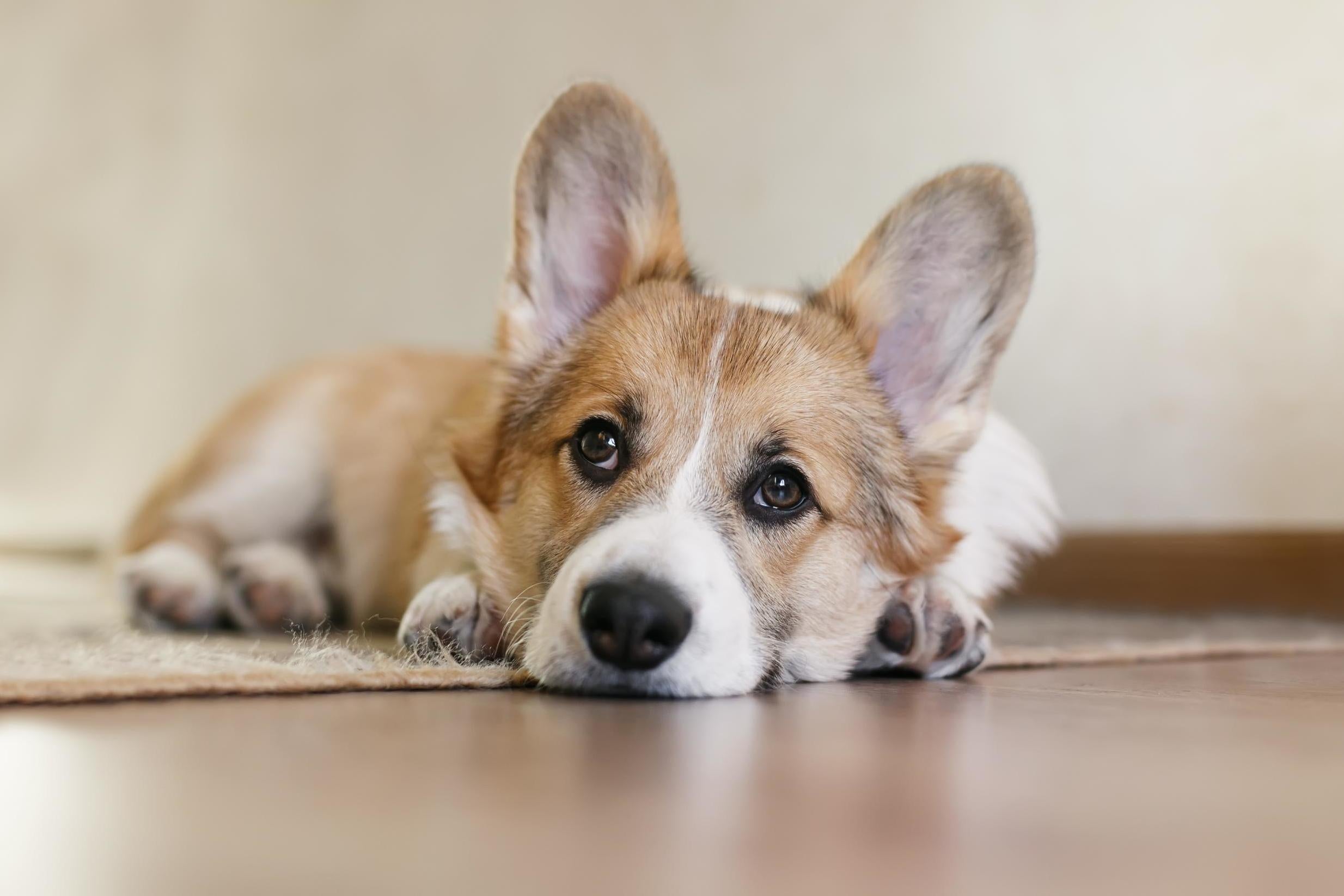 Dogs will experience 'severe separation anxiety' when social distancing ends (Stock)