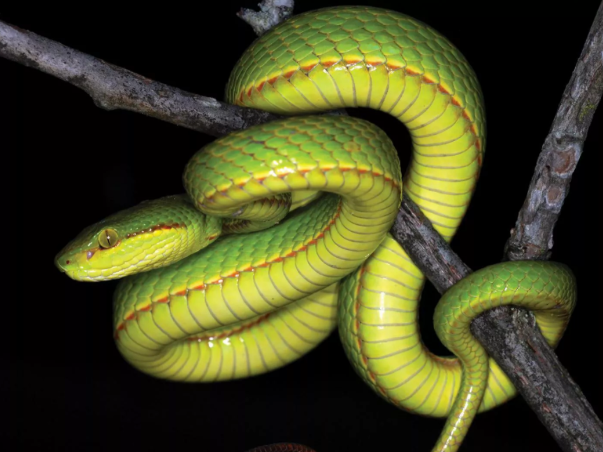 Trimeresurus Salazar