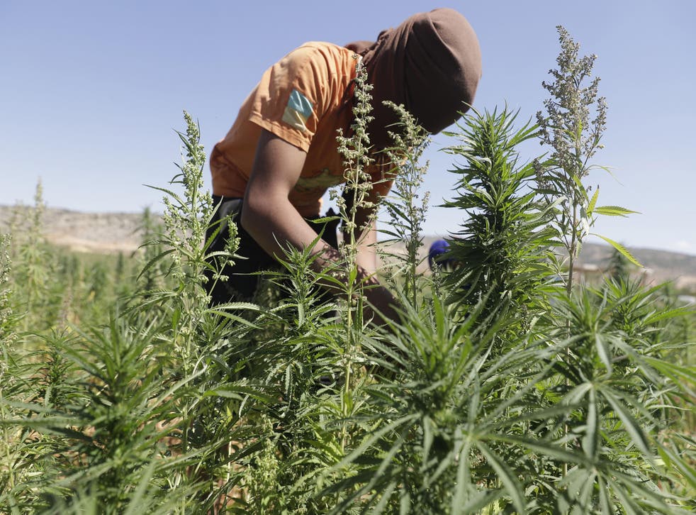 A worker cultivates plants at a cannabis plantation in the village of Yammouneh in Lebanon's eastern Bekaa Valley
