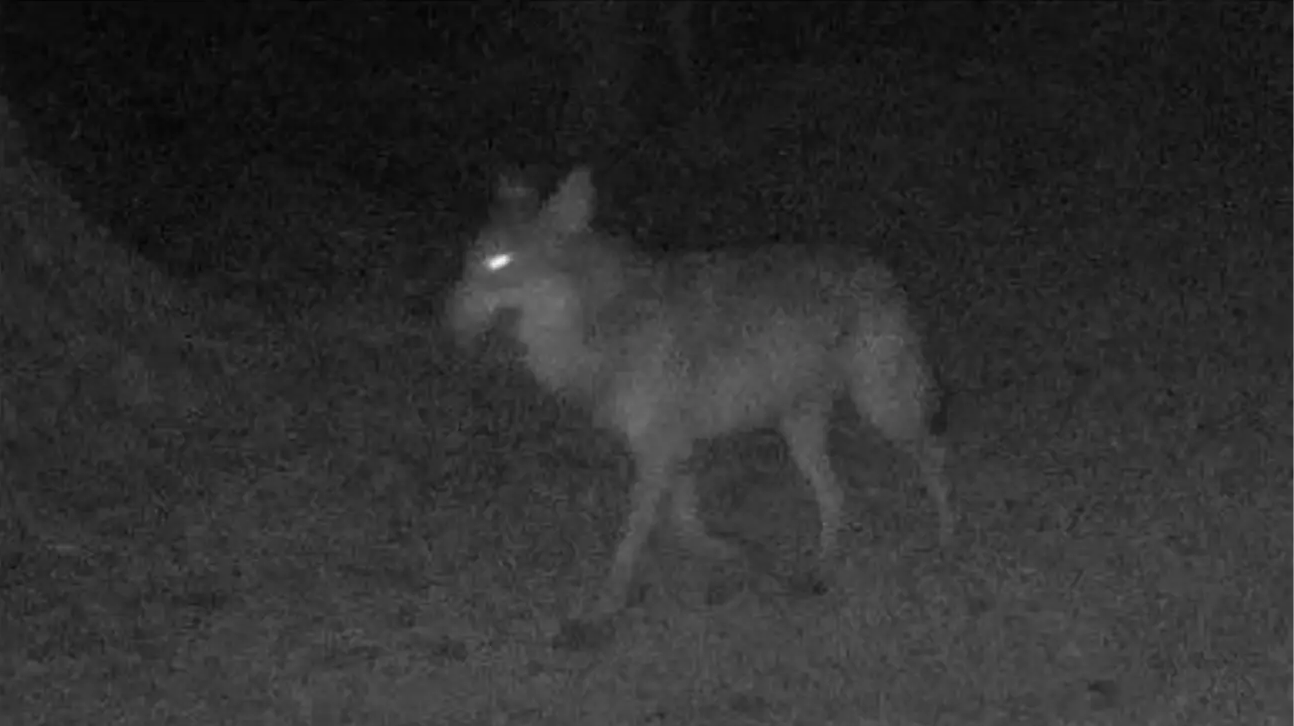 Wolf seen in northern France for first time in a century, after being hunted to extinction