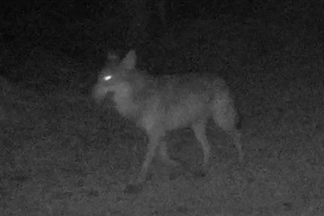 Wolf seen in northern France for first time in a century, after being hunted to extinction