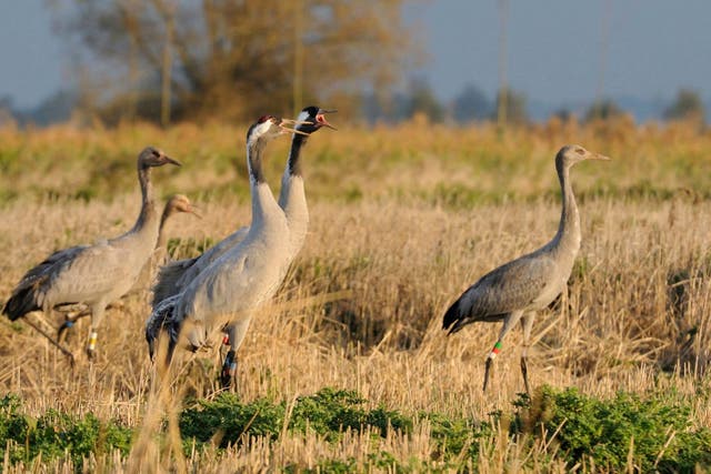 Conservation groups have worked to improve wetland habitat for common cranes to boost the species' numbers in the UK