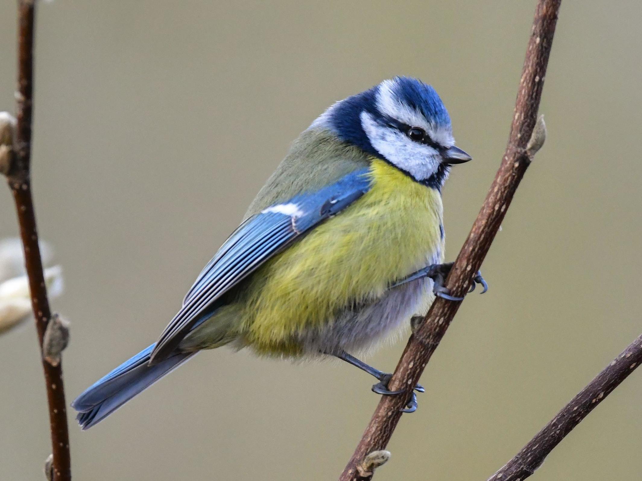 Thousands of blue tits have died in Germany