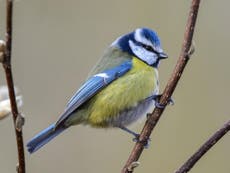 ‘Social distancing’ for blue tits as mystery illness kills thousands 