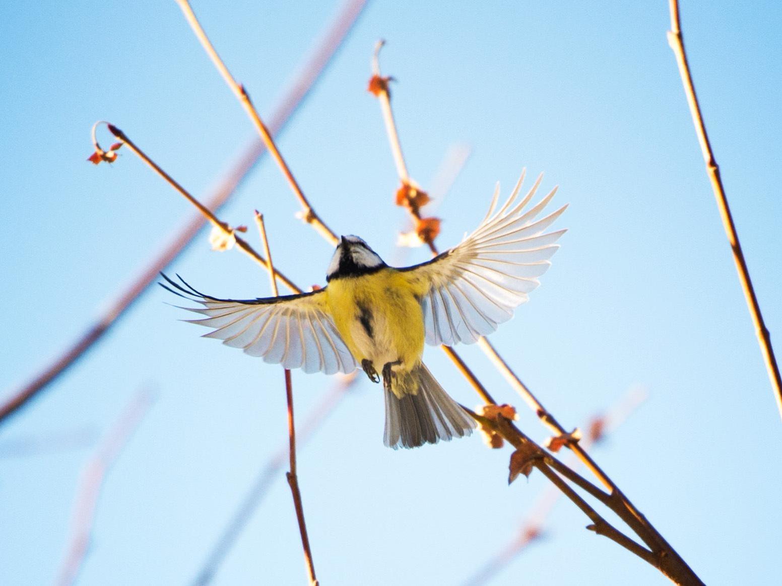 Blue tits in Germany have experienced pneumonia from a bacterial infection