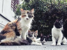 Two New York cats become first confirmed coronavirus cases for US pets