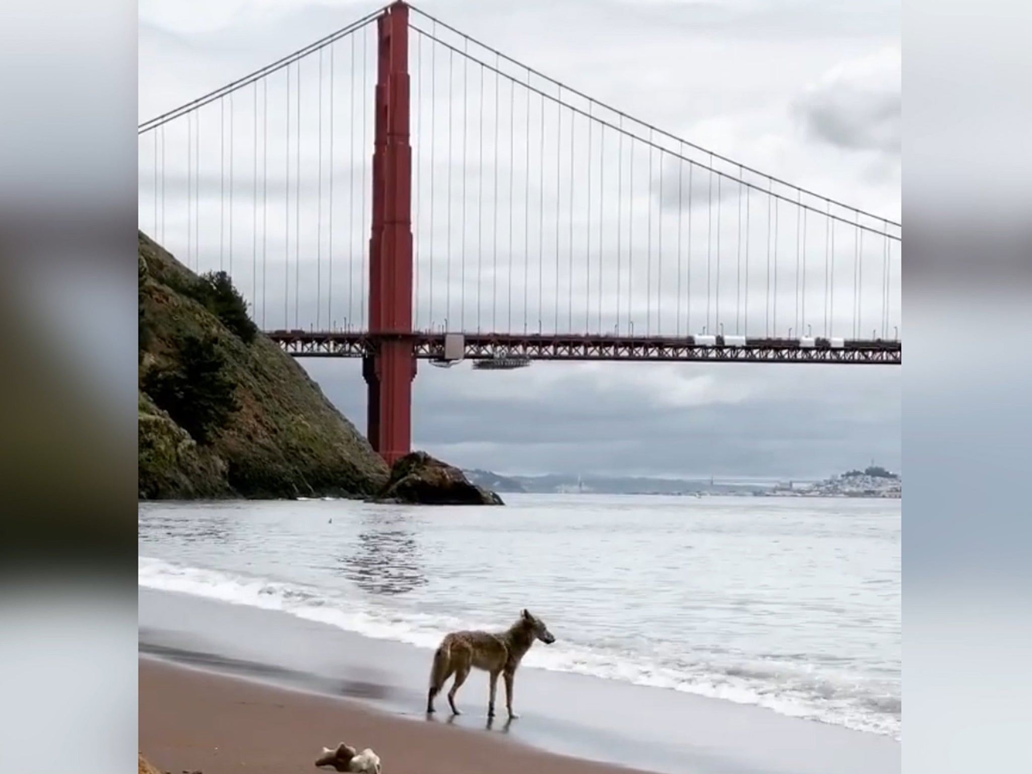 Video shows how coronavirus has affected wildlife as animals take to the streets