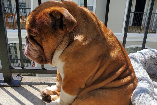 Bulldog named Big Poppa goes viral with sad quarantine picture