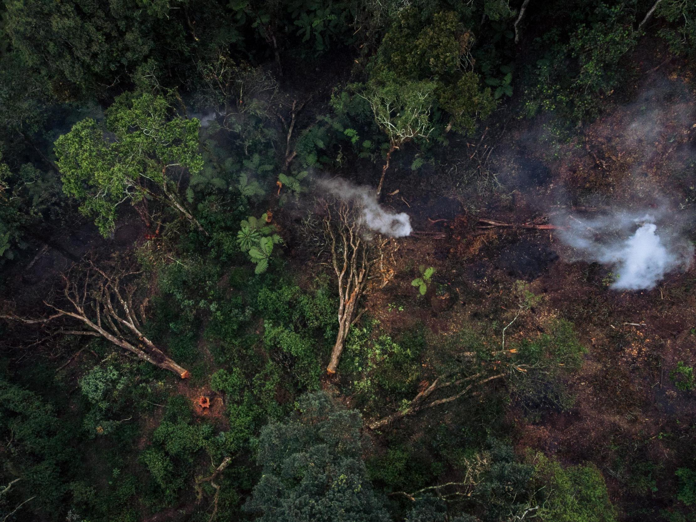 Deforestation and hunting in the Cameroon-Congo basin have brought humans and wild animals closer together, and unleashed at least 10 zoonotic pathogens between 1970 and 2005