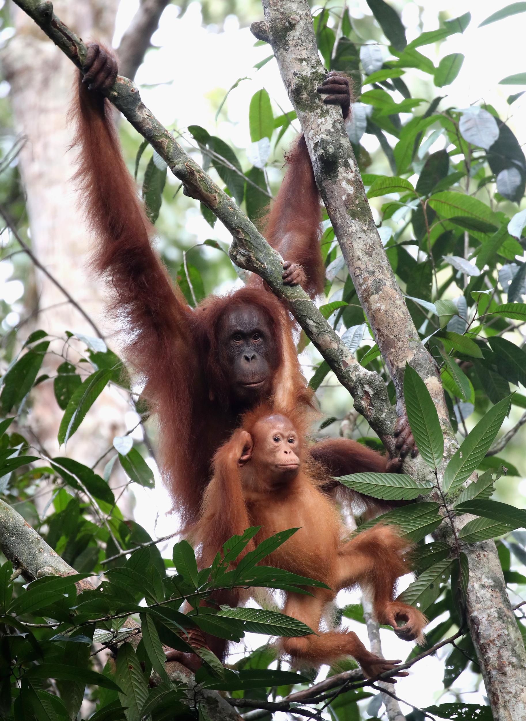 Famously shy orangutans have few human interactions in the wild but the risk is higher in sanctuaries where there is more physical contact between orphans reared together