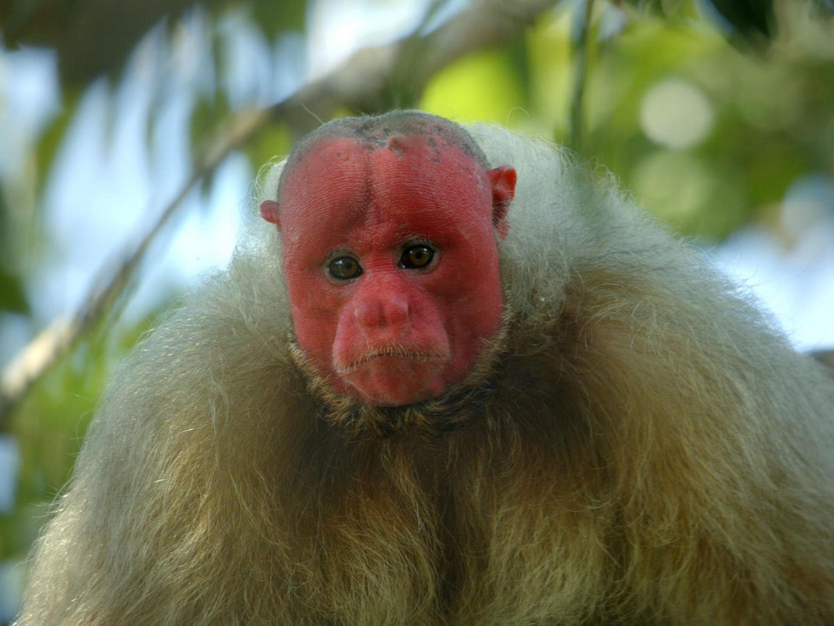 Best Monkey Moments  BBC Earth 