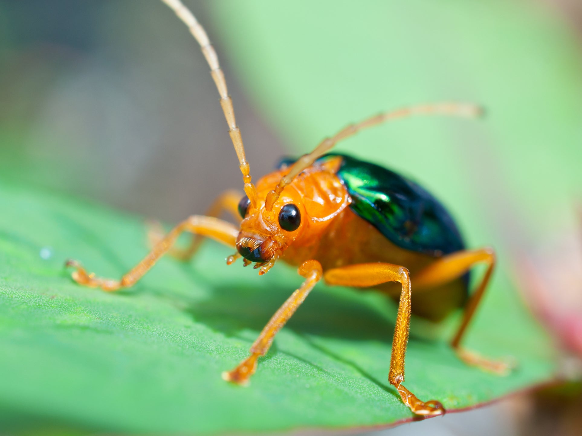 Bombardier beetle - this species fires hot jets of acid from its abdomen when threatened