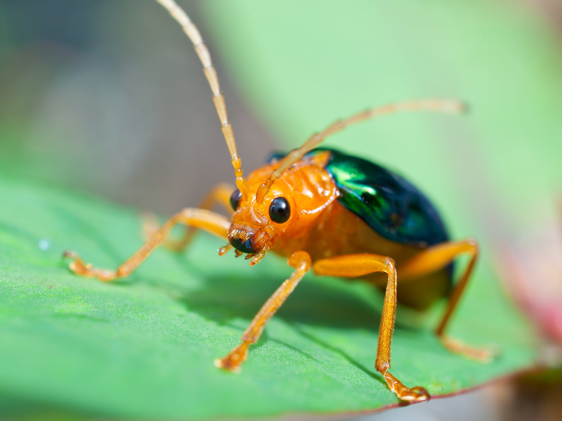 biodiversity-crisis-insect-numbers-collapse-by-25-per-cent-around-the