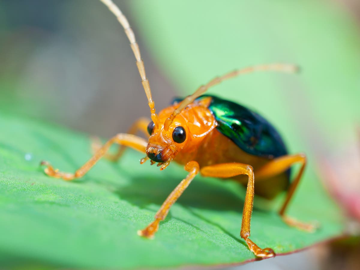 Biodiversity crisis: Insect numbers collapse by 25 per cent around the world since 1990