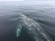 Whale trapped in ‘ghost net’ freed by divers off US coast