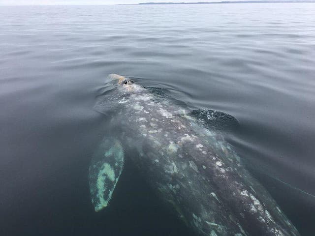 The gray whale swimming away after it was freed by rescue crews