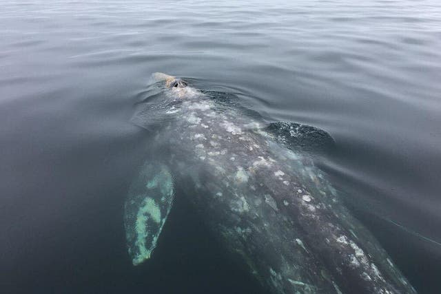 The gray whale swimming away after it was freed by rescue crews